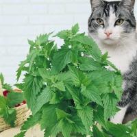 ราคา เมล็ดพันธุ์ แคทนิป (Catnip Seed) บรรจุ 300 เมล็ด (45606738305)