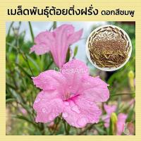 ราคา เมล็ดพันธ์ุต้อยติ่งฝรั่งสีชมพู ต้อยติ่งชมพู ฟ้าประทานพร 200 เมล็ด 50 บาท (13321832151)