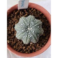 ราคา แคคตัสแอสโตรปลาดาว Astrophytum (10253202696)