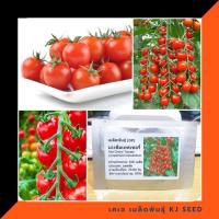 ราคา มะเขือเทศเชอรี่สีแดง - Red Cherry Tomato บรรจุ 100 เมล็ด คุณภาพดี ราคาถูก ของแท้ 100% (168370163)