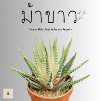 ราคา ฮาโวเทีย ม้าขาว (Haworthia fasciata variegata) ไม้อวบน้ำ (21143723035)