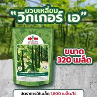 ราคา บวบเหลี่ยม [วิกเกอร์ เอ] ขายดีตลาดต้องการ (26515934209)