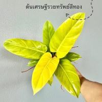 ราคา ต้นเศรษฐีรวยทรัพย์สีทอง (20081465767)