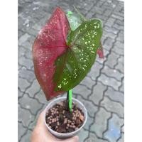 ราคา ต้นบอนนางไหม *ส่งฟรี* (12208415518)