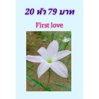ราคา บัวดินเฟิร์สเลิฟ First love (11752182386)
