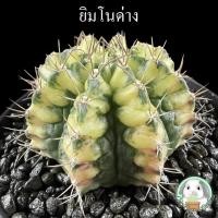 ราคา ((F50)) ต้นยิมโนยับด่างลูกผสม ฟอร์มโหด ไม้เมล็ด ส่งทั้งกระถาง ฺBY CONY CACTUS (40079072309)