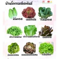 ราคา เมล็ดผักสลัดกรีนคอส บัตเตอร์เฮด เรดบัตเตอร์เฮด กรีนโอ๊ค เรดคอส (41511455136)