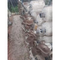 ราคา ก้อนเห็ดนางฟ้าภูฐานดูแลง่าย (43622518886)