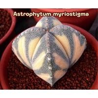 ราคา [ถูกที่สุด]แคคตัสมายรีโอสติกมาด่าง แอสโตรไฟตั้ม Astrophytum myriostigma กระบองเพชร แคคตัส มายรีโอ้ด่าง cactus succulents (23647003629)