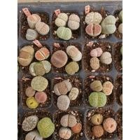 ราคา Lithops ไลทอป ลิทอป หินมีชีวิต (2) (9810737127)