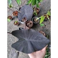 ราคา colocasia Blackmagic บอนแบล๊กเมจิก (11453446995)