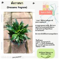 ราคา ต้นวาสนาเก้าชั้น กระถาง 6“ ต้นไม้มงคลไม้ฟอกอากาศ เสริมดวงโชคลาภ ต้นจริงสวยมาก จินดาการ์เด้น (28188840043)