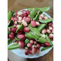 ราคา เมล็ดมะม่วงหาวมะนาวโห่(60เมล็ด/ซอง) (54861794411)