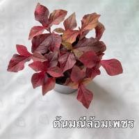 ราคา ต้นมณีล้อมเพชร ในกระถาง 5 นิ้ว น่าร้าก (11148208419)