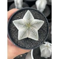 ราคา Astrophytum Myriostigma Onzuka: มายริโอออนซึกะ แคคตัส กระบองเพชร (47553696556)