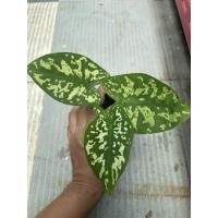 ราคา บอนเสือพราน แท้ กระถาง 4” (ไม่ใช่บอนทหารพรานนะคะ) Caladium Praetermissum (Hilo beauty) (13301781462)