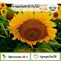 ราคา เมล็ดพันธุ์ดอกทานตะวันยักษ์ 10 เมล็ด (45054675071)