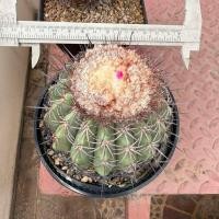 ราคา Beepees แคคตัส กระบองเพชร เมโลแคคตัส Melocactus ขนาด 5 นิ้ว ส่งล้างราก (27528857939)