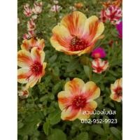 ราคา กิ่งคุณนายตื่นสาย (2717586086)