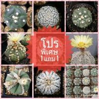 ราคา โปร ซื้อ 1 แถม 1 เมล็ด แคคตัส แอสโตร Cactus astro seed เมล็ดใหม่มาก แถมทุกซอง (2387725443)