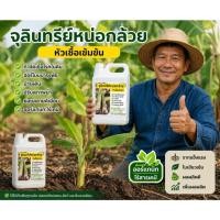 ราคา จุลินทรีย์หน่อกล้วย บำรุงพืชผักทุกชนิด ขนาด 1 ลิตร (40680736708)