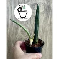 ราคา ว่านงาช้าง ชื่อวิทยาศาสตร์: Sansevieria stuckyi (10764141339)