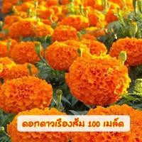 ราคา ดอกดาวเรืองสีส้มเมล็ดพันธุ์ 100 เมล็ด (13813748637)