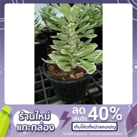 ราคา พญานาคราชด่าง ต้นไม้มงคลเสริมโชคลาภ (8261267979)