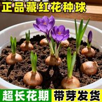 ราคา พร้อมสต็อก Fast Shipping สมุนไพร Saffron Planting Ball Potted Plant Cold-Resistant Frozen-Resistant ดอกไม้ Saffron Seed ต้นกล้าในร่ม2654789603 (43382252685)
