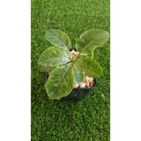 ราคา Dorstenia มะพร้าวทะเลทรายด่าง (9850479887)