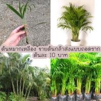 ราคา ต้นกล้าหมากเหลือง หมากเหลือง ส่งแบบถอดราก 5 ต้น (15993235565)