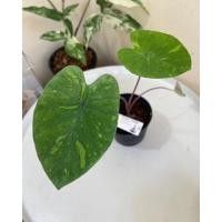 ราคา Colocasia lemon lime gecko (14711398375)