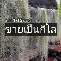 ราคา เคราฤาษี หนวดฤาษี (Spanish Moss) กิโลละ 180-220 (3104670629)