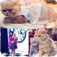 ราคา ชุดเดรทสีชมพูสำหรับน้องหมา-น้องแมว งานสวยละเอียด **แถมสายจูง (20051252)