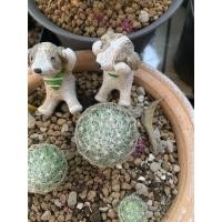 ราคา Mammillaria lenta เลนต้า พร้อมส่ง (6259143229)