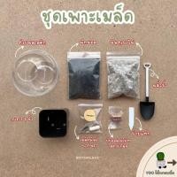 ราคา ชุดเพาะเมล็ดแคคตัส ระบบปิด เมล็ดแคคตัส (18688130884)