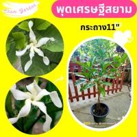 ราคา ต้นพุดเศรษฐีสยาม กระถาง 11 นิ้ว (12657873695)