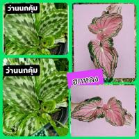 ราคา ว่านนกคุ้ม คล้านกคุ่ม หัวฮกหลง (จัดส่งแบบห่อราก) จัดเป็นว่านคุ้มภัย ที่นิยมปลูกเป็นไม้มงคล สำหรับปกป้องคุ้มภัยอันตราย (11665997911)