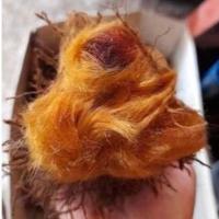 ราคา ว่านลูกไก่ทองเลี้ยงไว้จะมีโชคมีลาภ (10877680795)
