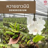 ราคา กล้วยไม้หวาย หวายมินิ กล้วยไม้สีขาว ประมาณ 2-3 เดือนให้ดอก ต้นสมบูรณ์แข็งแรง (11763092123)