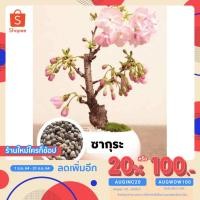 ราคา ⚡️เหลือ 37.- โค้ด AUGINC20⚡️ เมล็ดพันธุ์ซากุระ Cherry Blossom (คัดเมล็ด) ซากุระญี่ปุ่น จำนวน 20 เมล็ด (4991099613)