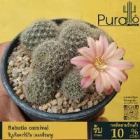 ราคา ต้นกระบองเพชร แคสตัส รีบูเทียคาร์นิวัล Rebutia carnival (ดอกสีชมพู) #cactus #เมล็ดพันธุ์พืช #กระถาง (23647112668)