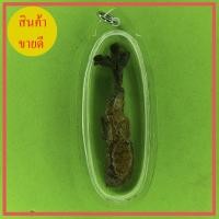 ราคา ว่านจั๊กจั่น เลี่ยมกรอบ ขนาด 4-4.5ซม (8658420071)