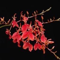 ราคา Renanthera imschootiana กล้วยไม้หายาก ไม้สะสม ดอกสีแดงสด (20927457347)