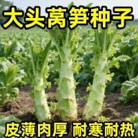 ราคา เมล็ดผักกาดหอมหัวใหญ่ที่ให้ผลผลิตสูงเย็นทนผิวสีขาวสีเขียวเนื้อผักกาดหอมสี่ฤดูกาลฤดูใบไม้ผลิฤดูใบไม้ร่วงฤดูหนาวเมล็ดผักผิวสีเขียวสีฟ (54558987460)