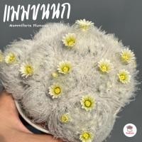 ราคา แมมขนนกขาวฟอร์มกอ Mammillaria Plumosa แคคตัส กระบองเพชร cactus&succulent (6756094100)