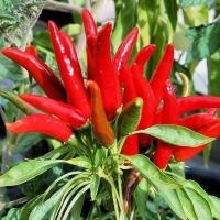 ราคา ซื้อ5แถม5 เมล็ดพันธุ์พริกจินดาแดง ตราเจียไต๋ ประมาณ50เมล็ด BIRD CHILLI เมล็ดพันธุ์พริกจินดาแดง พริกจินดา (27107884100)