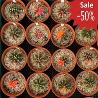 ราคา ยิมโนคาไลเซียม มิฮาโนวิชิไอด่าง และ ลูกผสมด่าง ไม้เพาะเมล็ด (1-20) gymnocalycium mihanovichii variegata and hybrid (16119139965)