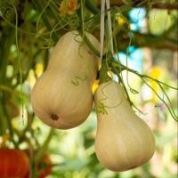 ราคา 5 เมล็ด ฟักทองบัตเตอร์นัท ฟักทอง บัตเตอร์นัท สควอช Butternut Squash Seeds (26242508074)