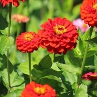 ราคา 100 เมล็ด ดอกบานชื่น บานชื่นหนู บานชื่นฝรั่ง กระดุม ดอกซ้อน Zinnia Seeds ดอกสีแดง (25697302213)